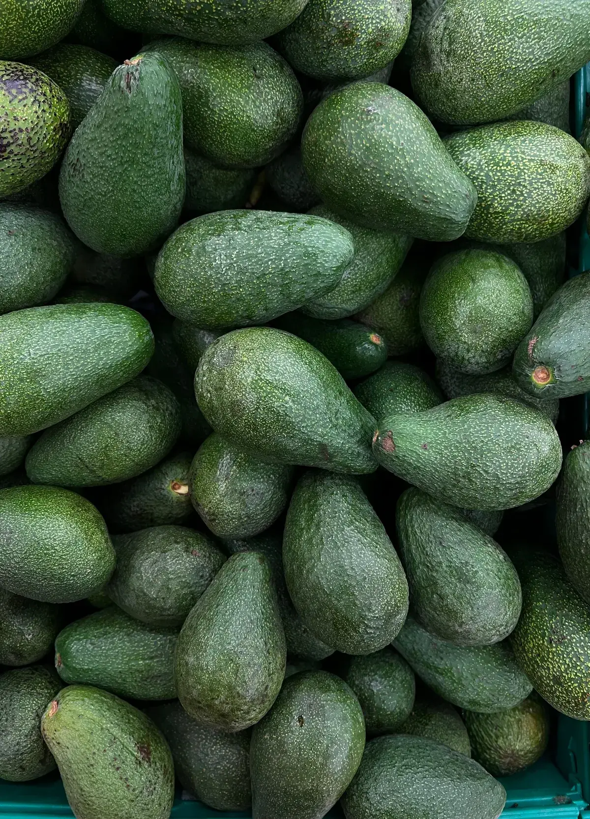 Fresh Avocado