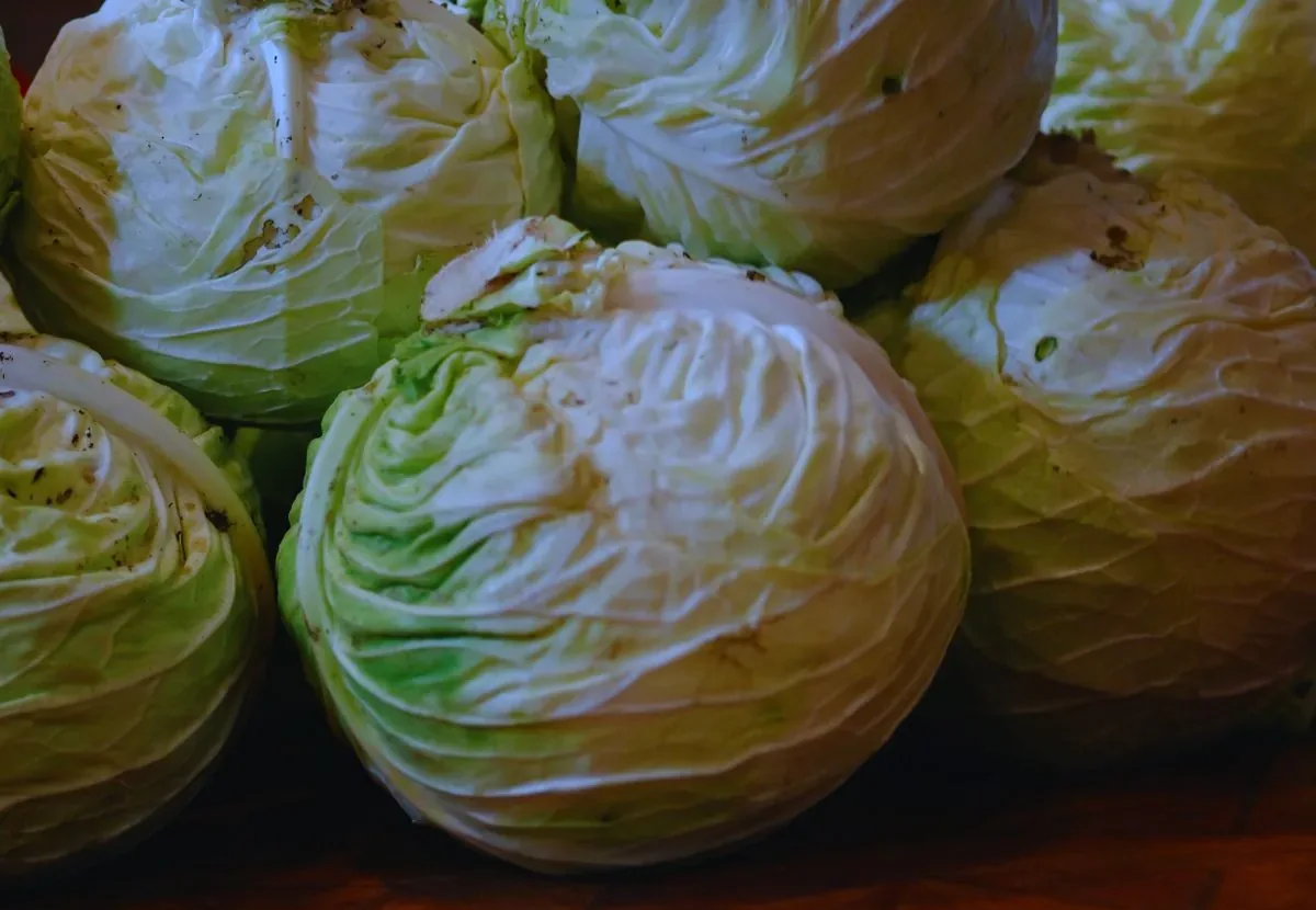 White Cabbage