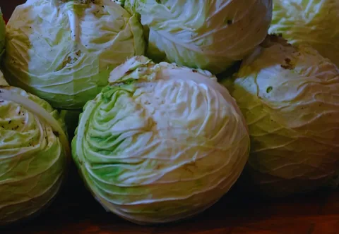 White Cabbage