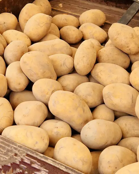 Potato