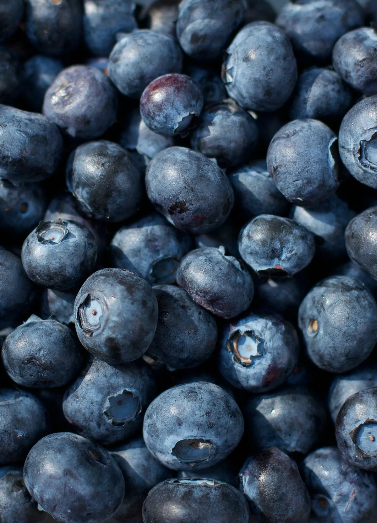 Fresh Blueberry